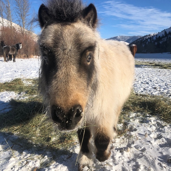 Meet your Posher, Madeline - Picture 1 of 1
